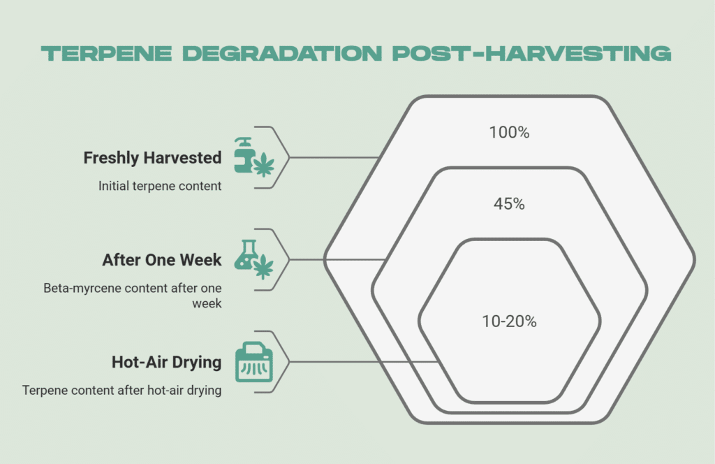 Terpene Degradation Post-Harvesting