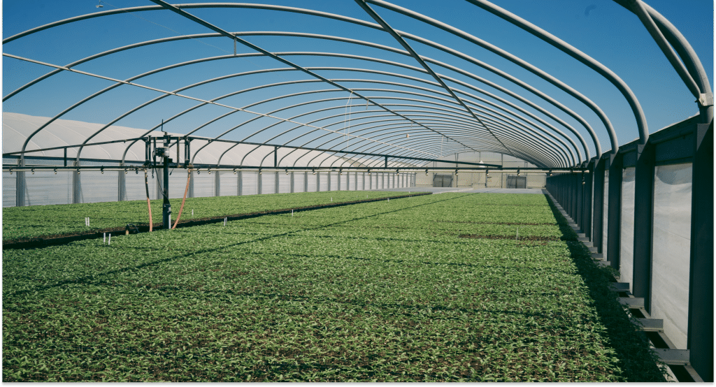 Cannabis farm from Terpene Belt Farms