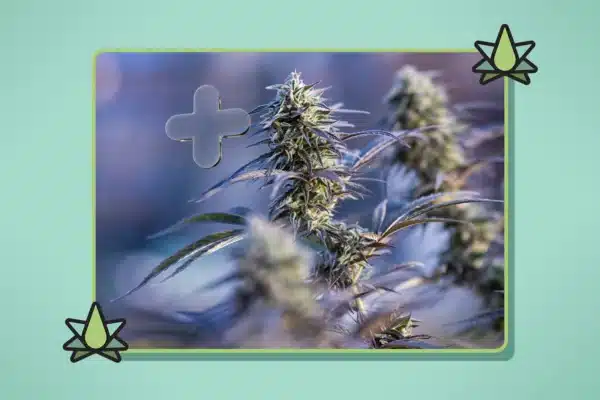 A cannabis plant with purple-tinged leaves is growing beside a road