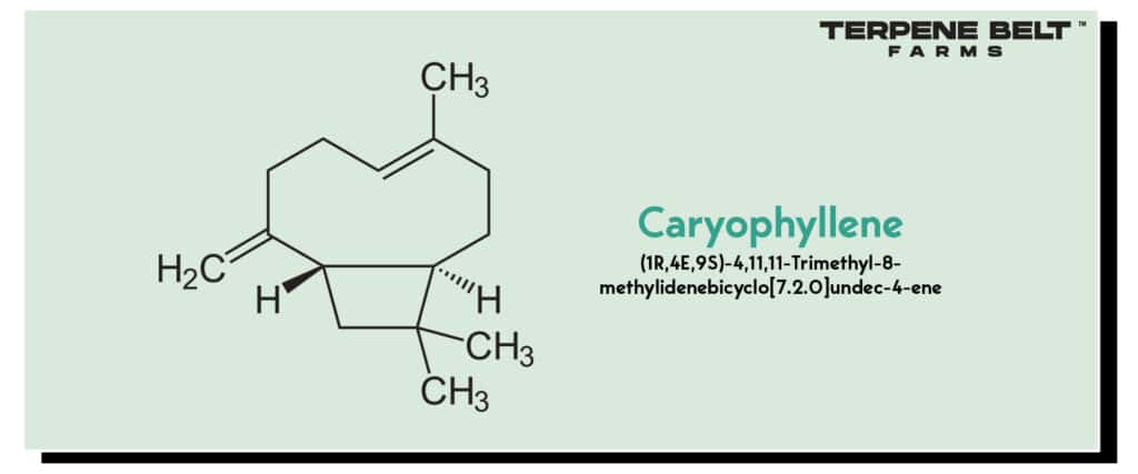 Caryophyllene Molecular Structure