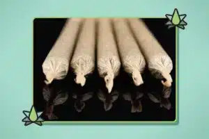 A row of pre rolled joints