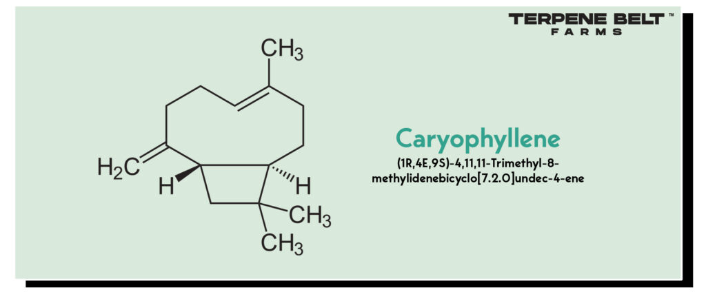 Caryophyllene - Molecular Structure