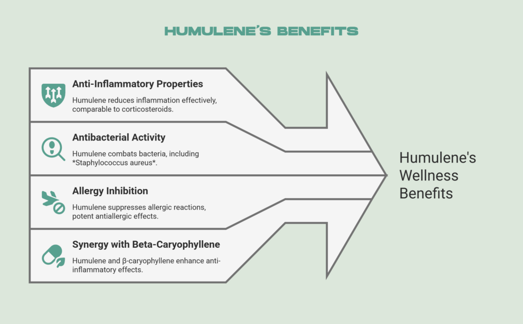 Humulene Effects and What the Research Says - visual selection