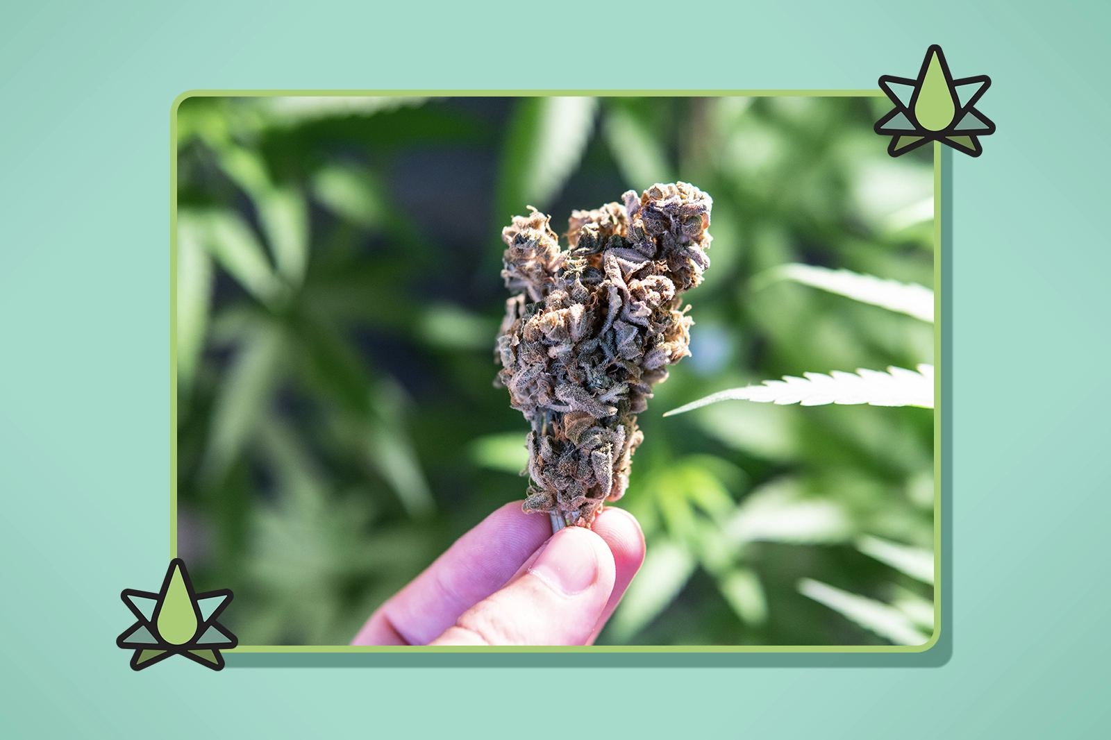 Humulene Terpene - Featured Image