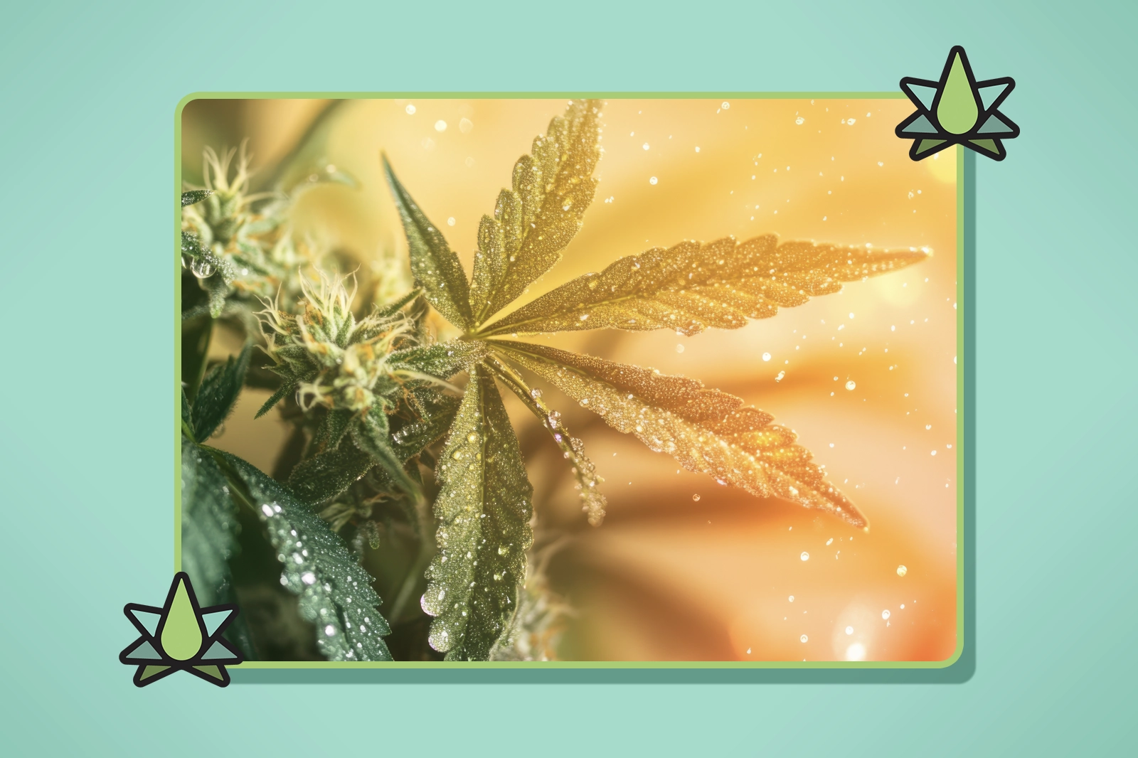 Terpinolene Terpene - Featured Image