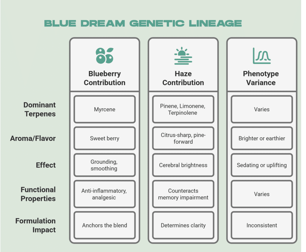 How Blue Dream's Genetic Lineage Shapes Its Terpene Character - visual selection