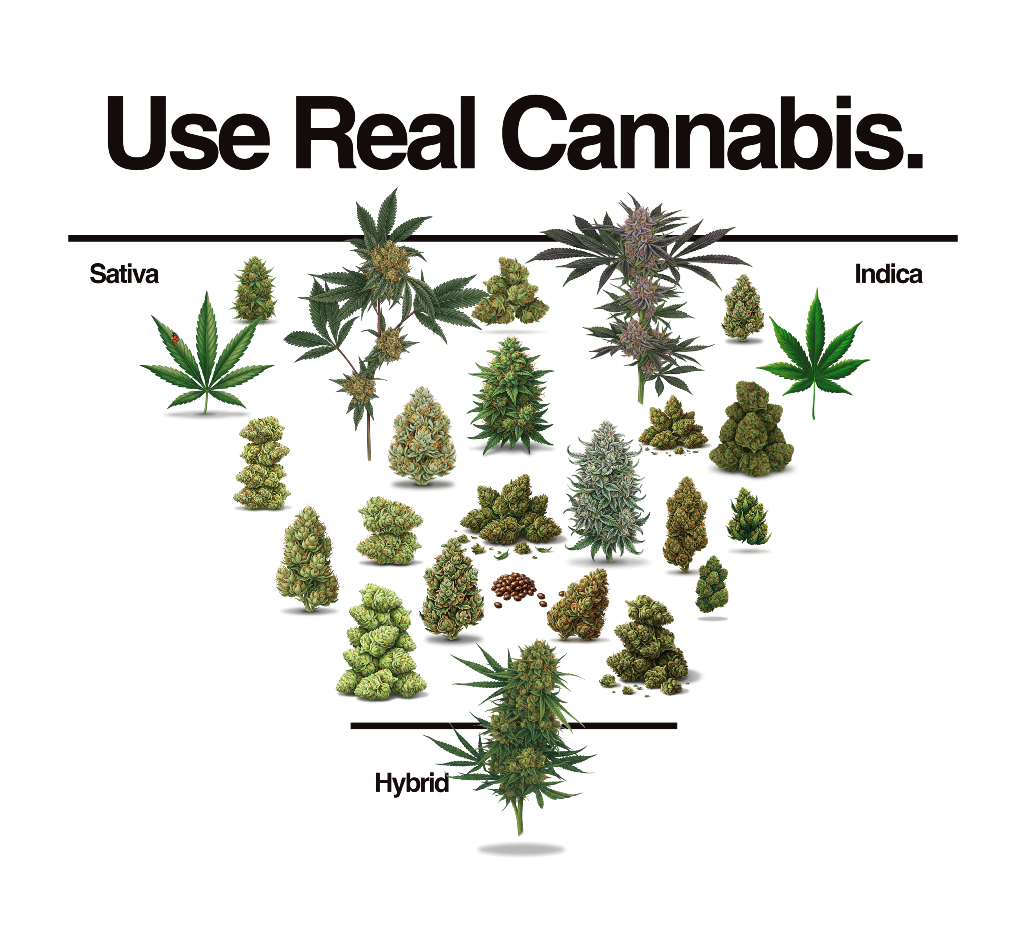 Use Real Cannabis  -  Sativa, Indica, Hybrid