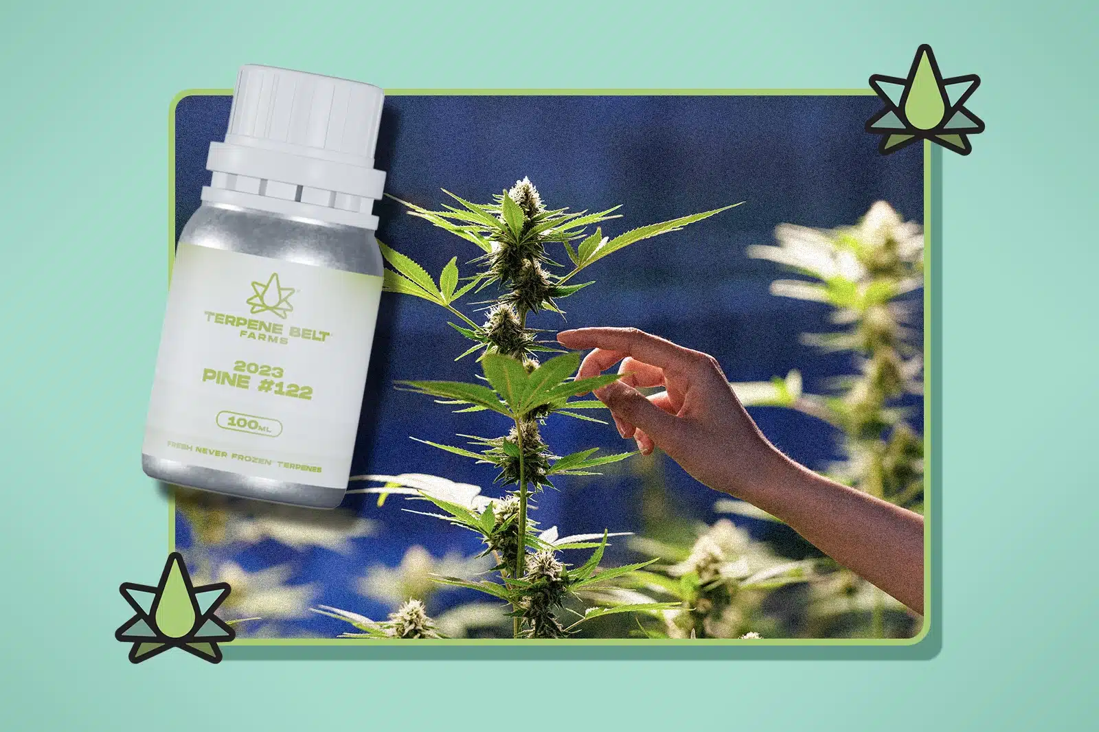 Best Sativa Terpenes for Vape Cartridge Formulation - Featured Image